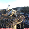 06_00-nest.jpg