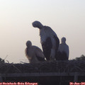 06_05-mast.jpg