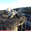 06_05-nest.jpg