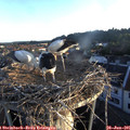 06_10-nest.jpg