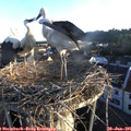 06_15-nest.jpg