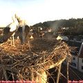 06_20-nest.jpg