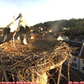 06_25-nest.jpg