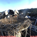 06_35-nest.jpg