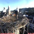 06_40-nest.jpg