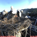 06_45-nest.jpg
