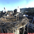 06_50-nest.jpg