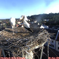 06_55-nest.jpg