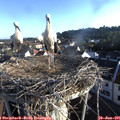 07_00-nest.jpg