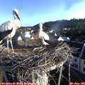 07_05-nest.jpg