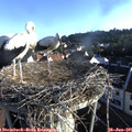 07_10-nest.jpg