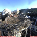 07_15-nest.jpg