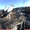 07_20-nest.jpg