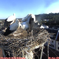 07_25-nest.jpg