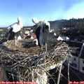 07_30-nest.jpg