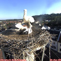 07_35-nest.jpg