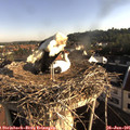 07_40-nest.jpg