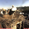 07_50-nest.jpg