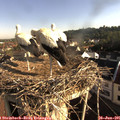 07_55-nest.jpg