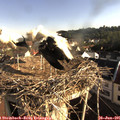 08_00-nest.jpg