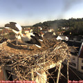 08_05-nest.jpg