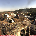 08_10-nest.jpg