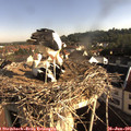 08_15-nest.jpg