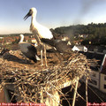 08_20-nest.jpg
