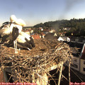 08_25-nest.jpg