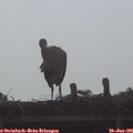 08_30-mast.jpg