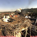 08_30-nest.jpg