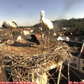 08_40-nest.jpg