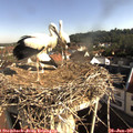 08_45-nest.jpg