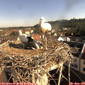 08_50-nest.jpg