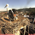 08_55-nest.jpg