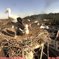 09_00-nest.jpg