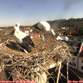 09_15-nest.jpg