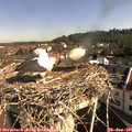 09_20-nest.jpg