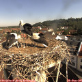 09_25-nest.jpg