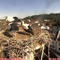09_30-nest.jpg