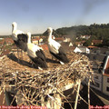 09_40-nest.jpg