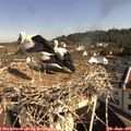 09_45-nest.jpg