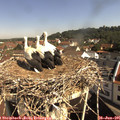 09_50-nest.jpg