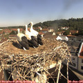 09_55-nest.jpg