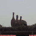 10_00-mast.jpg