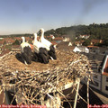 10_00-nest.jpg