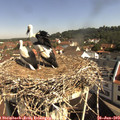 10_05-nest.jpg