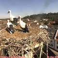 10_10-nest.jpg