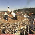 10_15-nest.jpg