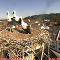 10_20-nest.jpg